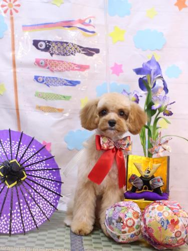 20240502ぽぽちゃん